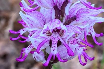 <i>Orchis simia</i>