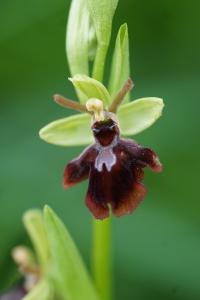 <i>Ophrys x hybrida</i>