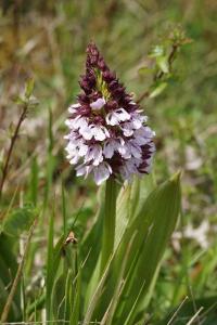 <i>Orchis purpurea</i>