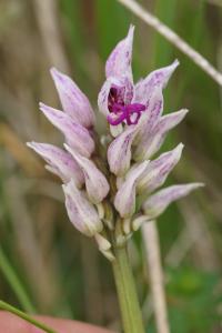 <i>Orchis simia</i>