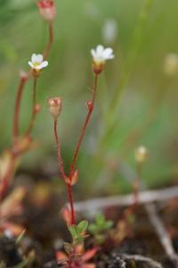 <i>Saxifraga tridactylites</i>