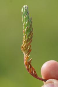 <i>Petrosedum rupestre</i>