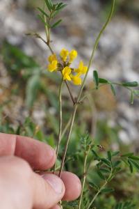 <i>Hippocrepis comosa</i>