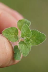 <i>Origanum vulgare</i>