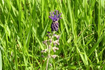 <i>Muscari comosum</i>