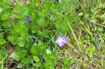<i>Vinca major</i>