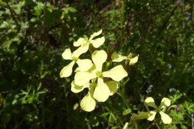 <i>Raphanus raphanistrum</i>