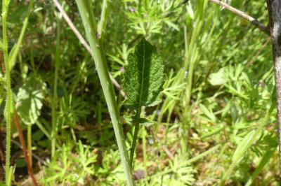 <i>Raphanus raphanistrum</i>