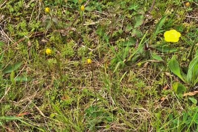 <i>Ranunculus paludosus</i>