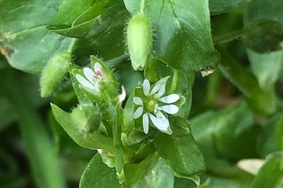 <i>Stellaria media</i>