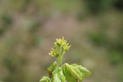 <i>Acer campestre</i>