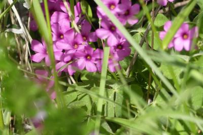 <i>Oxalis articulata</i>