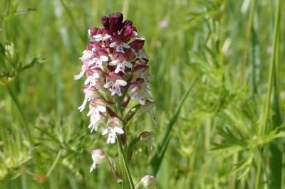 <i>Neotinea ustulata</i>