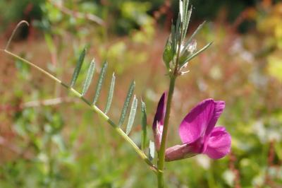 <i>Vicia angustifolia</i>
