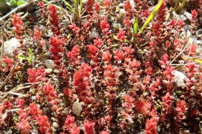 <i>Crassula tillaea</i>