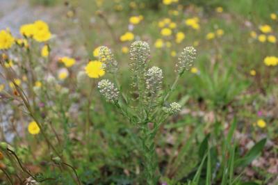 <i>Lepidium campestre</i>