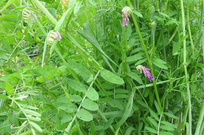 <i>Vicia villosa</i>
