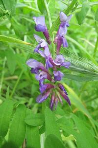 <i>Vicia villosa</i>