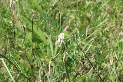 <i>Vicia pannonica</i>