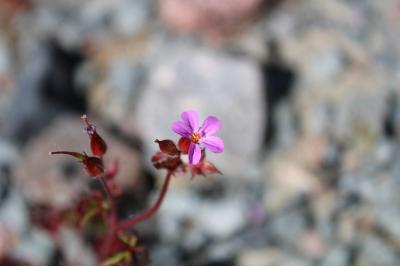 <i>Geranium purpureum</i>