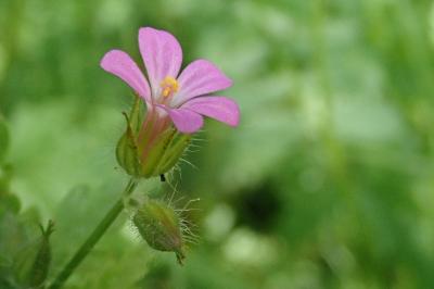 <i>Geranium purpureum</i>