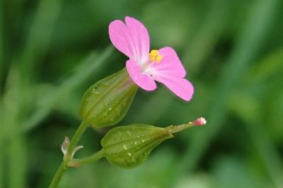 <i>Geranium lucidum</i>