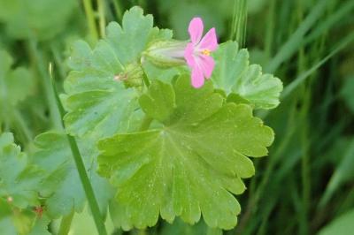 <i>Geranium lucidum</i>