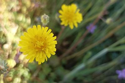 <i>Crepis</i>