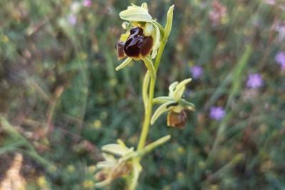 <i>Ophrys aranifera</i>