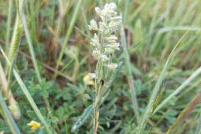 <i>Alyssum alyssoides</i>