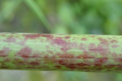<i>Conium maculatum</i>