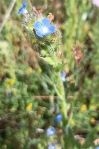 <i>Lycopsis arvensis</i>
