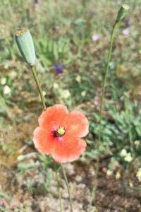 <i>Papaver dubium</i>