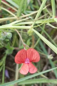 <i>Lathyrus sphaericus</i>