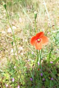 <i>Papaver dubium</i>