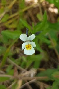 <i>Viola arvensis</i>