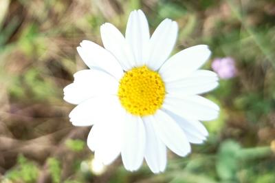 <i>Anthemis arvensis</i>