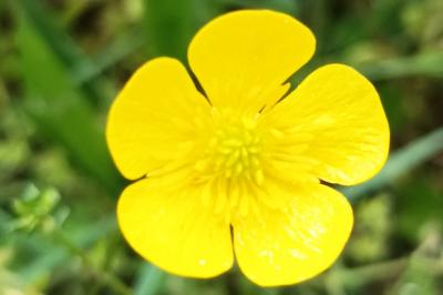 <i>Ranunculus bulbosus</i>