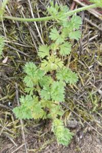 <i>Aphanes arvensis</i>