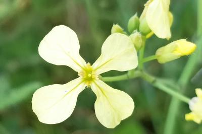 <i>Raphanus raphanistrum</i>