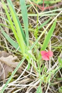 <i>Lathyrus sphaericus</i>