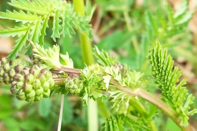 <i>Poterium sanguisorba</i>
