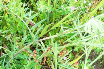 <i>Vicia dasycarpa</i>