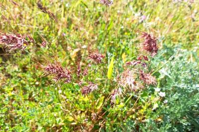 <i>Poa bulbosa</i>