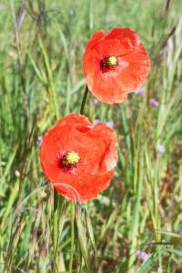 <i>Papaver dubium</i>