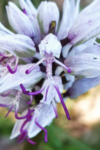 <i>Orchis simia</i>