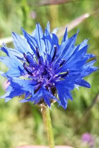 <i>Cyanus segetum</i>