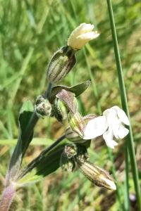 <i>Silene latifolia</i>
