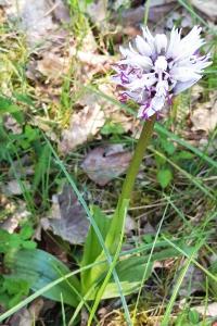 <i>Orchis simia</i>