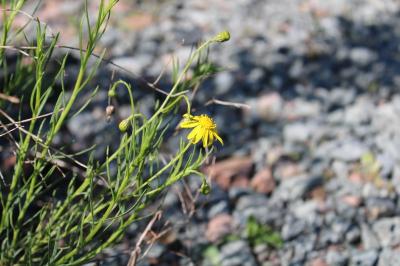 <i>Senecio inaequidens</i>